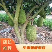 八号红肉菠萝蜜苗营养杯苗量大从优