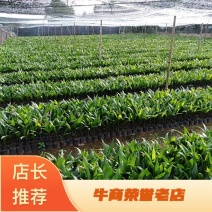 海南本地槟榔果苗槟榔杯苗品种纯正免费提供技术指导