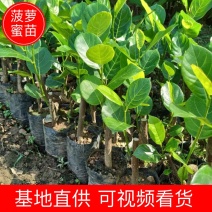 五号红肉菠萝蜜苗营养杯苗量大从优