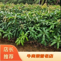 海南芒果苗芒果杯苗基地直发死苗免费补发
