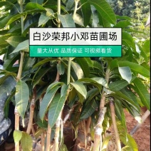 金煌芒果苗台农芒果苗贵妃芒果苗营养杯苗
