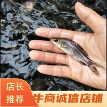 岩鲤苗子，出售各类规格鱼苗，特色鱼苗，基地直供，价格实惠