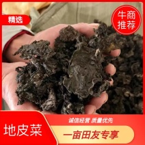 河南南阳地皮菜精心筛选无杂货产地直发欢迎致电