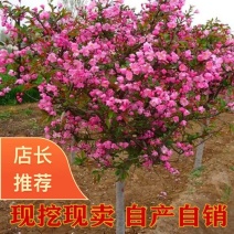 垂丝海棠花专区，垂丝海棠盆景，海棠花盆栽