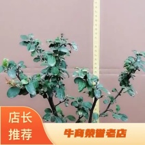 海棠苗。贴梗海棠，复色海棠，双色海棠，日本海棠