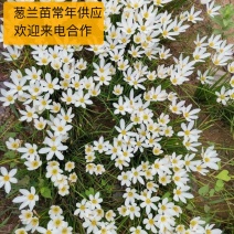 优质葱兰苗代开发票量大优惠成活率高质量保障欢迎来电