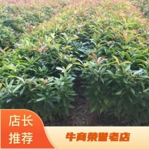 木荷苗，基地种植，大量出货，规格齐全，欢迎电话订购