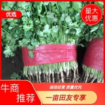 山东香菜大叶香菜新鲜上市货源充足品质保障欢迎联系
