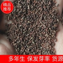 新产二月兰种子二月兰草花种子多年生可在线交易