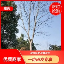 无患子，全冠无患子，丛生无患子，原生骨架无患子。
