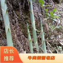 广西来宾金秀水煮苦笋可以真空包装