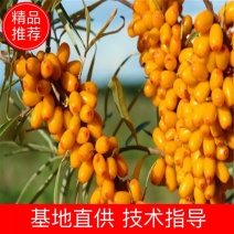 沙棘苗，大果沙棘苗，沙棘杯苗，沙棘苗大量