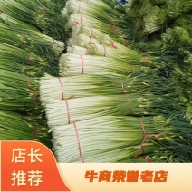 【牛商推荐】亳州精品白帽蒜薹蒜苔一手货源可帮老板协助找车