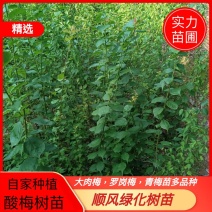 有大量正宗大肉梅，罗岗梅，青梅苗超靓品种出售等等规格。