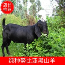纯种努比亚黑山羊，厂家直销黑山羊一手货源，物美价廉，量大从优