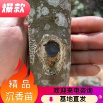 沉香树苗奇楠沉香树苗基地批发奇楠沉香：黑油霸一代精品苗