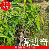 奇楠沉香虎斑棋一代苗，二代苗沉香树苗奇楠沉香树苗基地批发