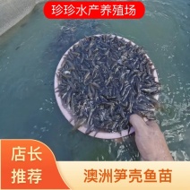 笋壳鱼苗，澳洲笋壳鱼苗，鱼场直供保质保量可空运发货