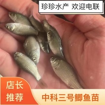 【推荐】鲫鱼苗中科三号五号提供技术抗病能力强成型快