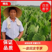 荐老陈改良香芋上市啦种植了十年今年正式上市香糯甜好