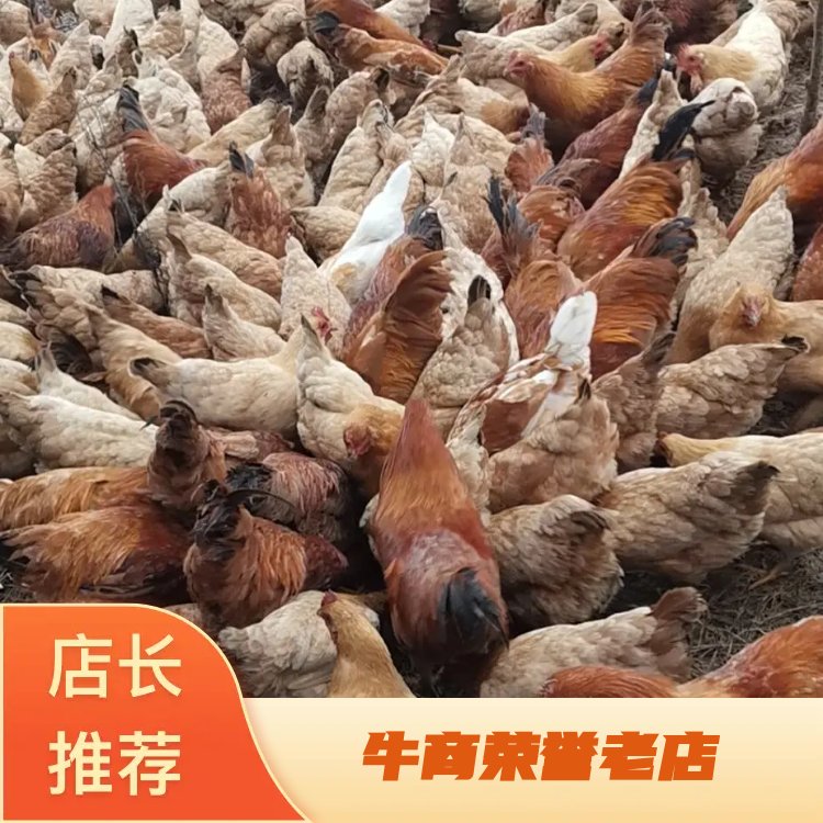[活鸡批发]江西吉安青原区活鸡 30.00元/斤稻田散养三黄土鸡 _ 一亩田