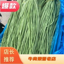济南曲堤精品长豆角产地发货大量上市欢迎采购