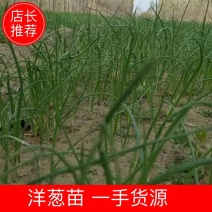 二红半高桩洋葱苗上市中，苗壮根好。