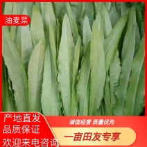 精品油麦菜大量供应对接商超市场批发品质上乘欢迎来电