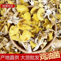 鸡油菌榆黄菇一手货源产地供应可视频看货