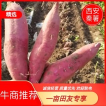 [热卖]陕西西安渭河滩沙土地秦薯5号红薯秦薯