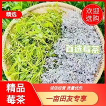 【莓茶】大量出货，永顺莓茶，精品莓茶，土生土长。