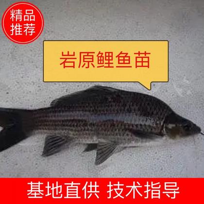 鲤鱼苗价格行情