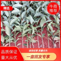 【推荐】四川宜宾叙州区油樟芽苗产地直发欢迎老板咨询