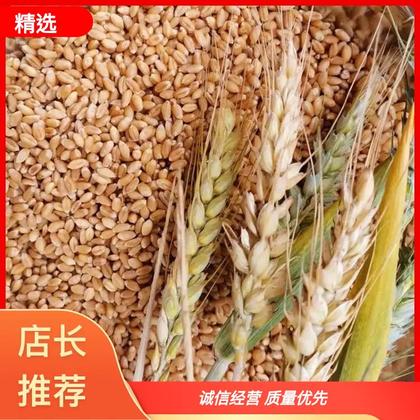山东济南小麦价格行情走势 