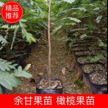 余甘果苗，橄榄果苗，大肉甜余甘果苗