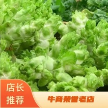 安徽砀山儿菜大量现货，新鲜产地直发，货源充足，量大优惠