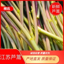 【精品】新鲜江苏芦蒿藜蒿红野芦蒿，白芦蒿带根青芦蒿
