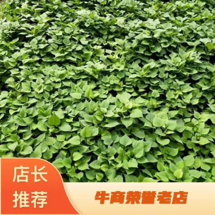 红薯苗价格行情