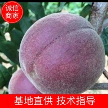 黑桃苗，山东基地直供，品质保证成活率高，对接全国