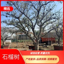 枣庄石榴树粗树20以上价格美丽一手货源产地直发欢迎电联
