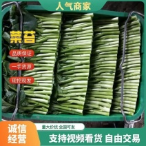 热卖！湖北武汉菜苔一手货源产地直发可视频看货欢迎选购