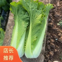 云南精品邵菜，5千亩邵菜代销量大价格便宜