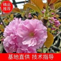 基地出售樱花苗日本晚樱苗重瓣花色粉红漂亮晚樱樱花苗