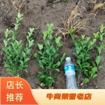 冬青小苗大叶黄杨苗，冬青大杯苗，大叶黄杨色块苗