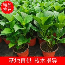 绣球花、八仙花、无尽夏花卉植物，圆椎木锈球