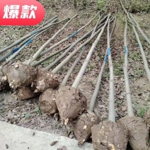 榉树、榉树苗4-8公分，榉树，长期供应，价格实惠