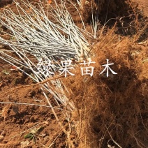 蜜脆苹果苗嫁接苹果苗矮化