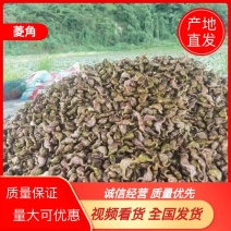 浙江台州山水老菱角新鲜香甜粉糯现摘现发