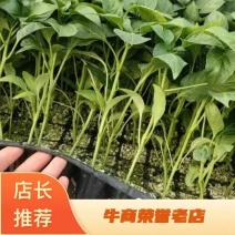 辣椒苗黄、黑线椒特长线椒高产抗病预定代育都可以