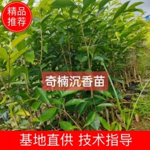 罗门黑棋